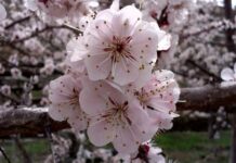 Maria Glabaina Becomes a Nun